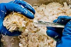 fresh hand picked white crab meat